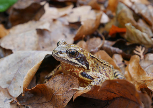 Help de natuur in de herfst!